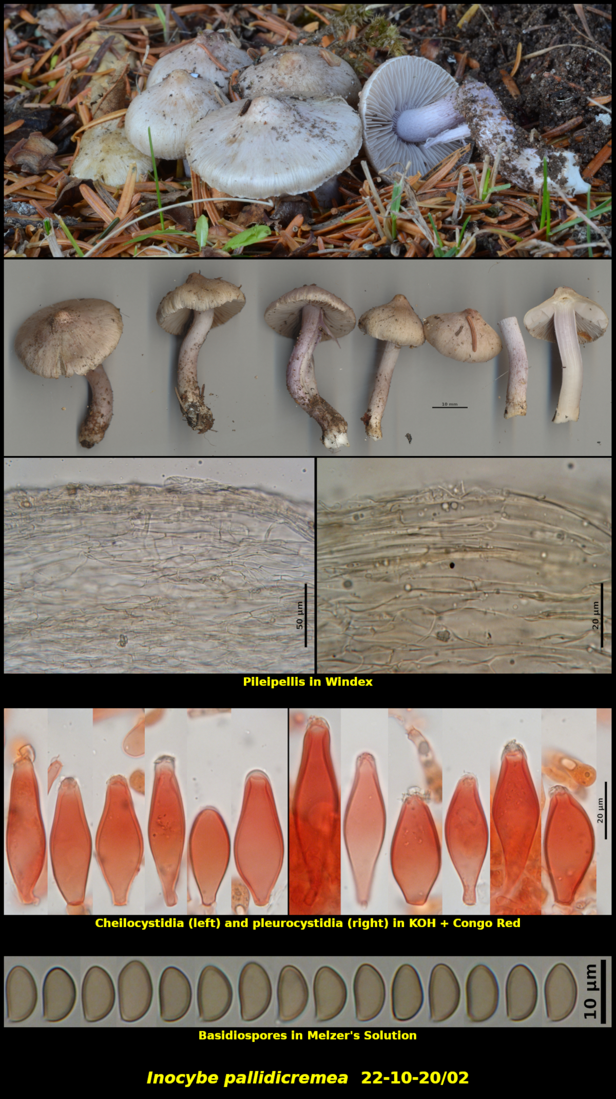 Picture of Inocybe pallidicremea 22-10-20/02